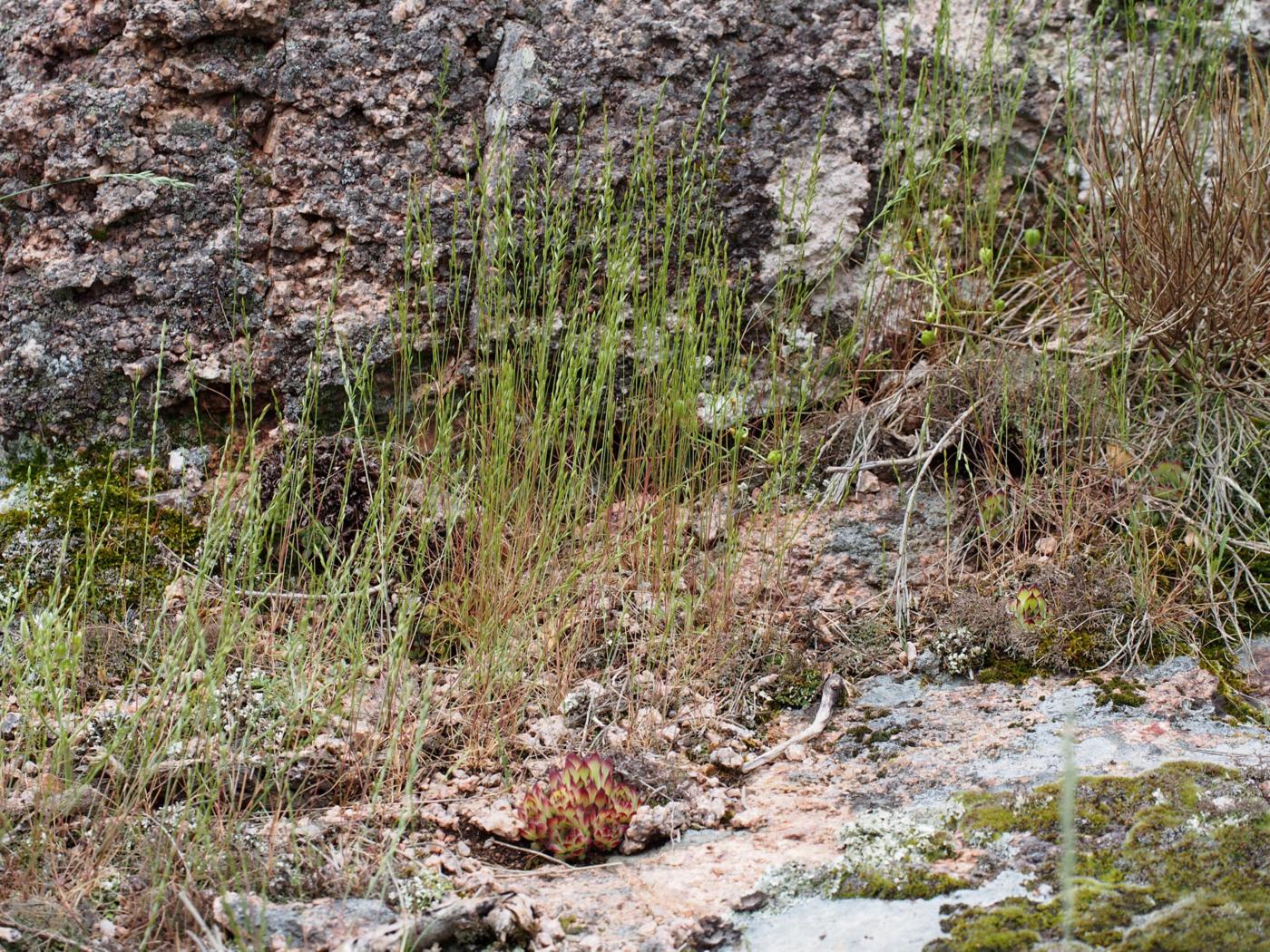 Fescue, Gravel plant